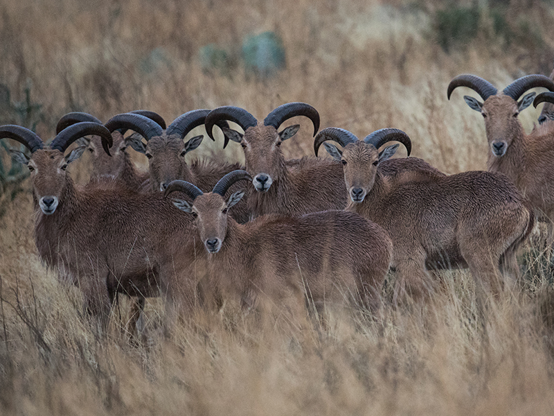 Aoudad Hunting