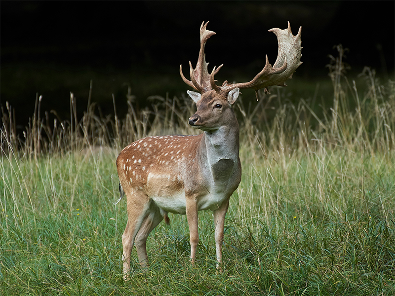 Fallow Hunting