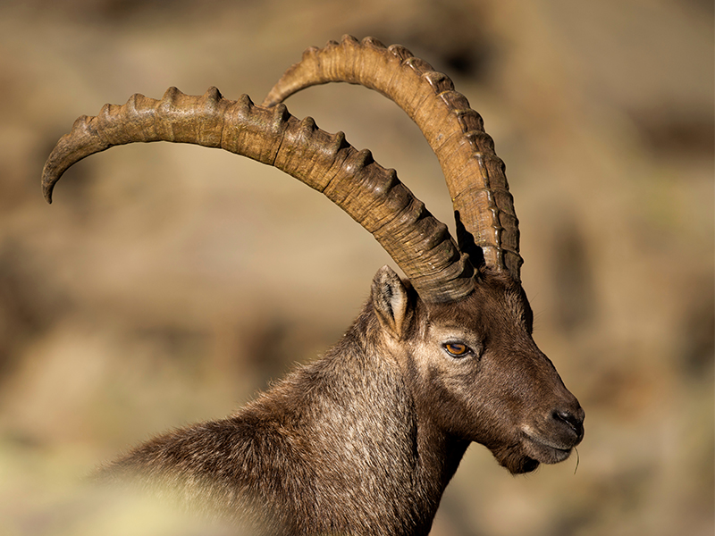 Ibex Hunting