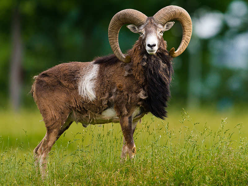 Mouflon Hunting