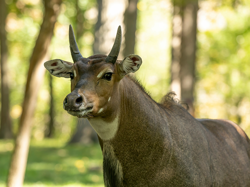 Nilgai Hunting