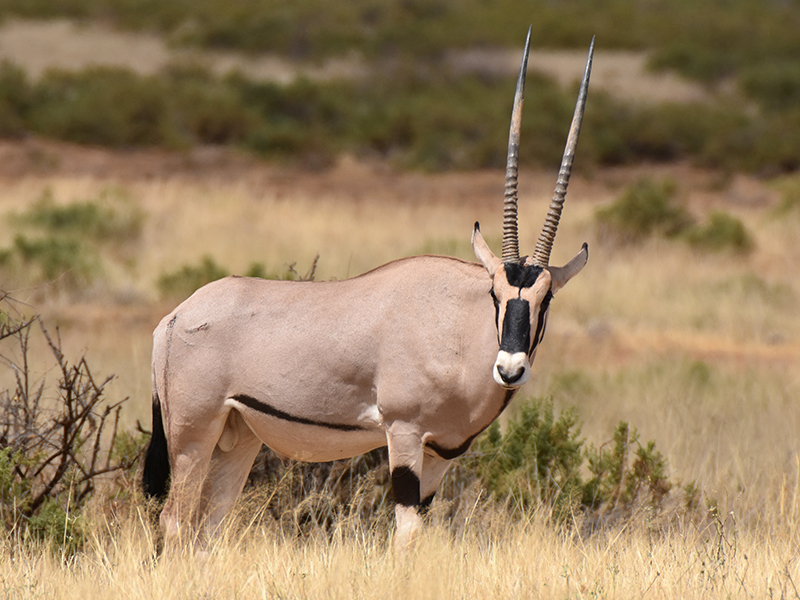 Oryx Hunting