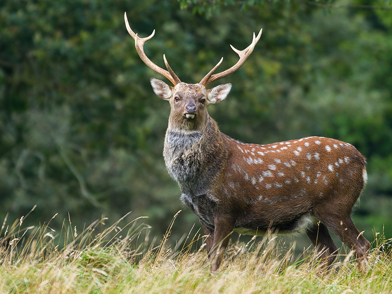 Sika Hunting