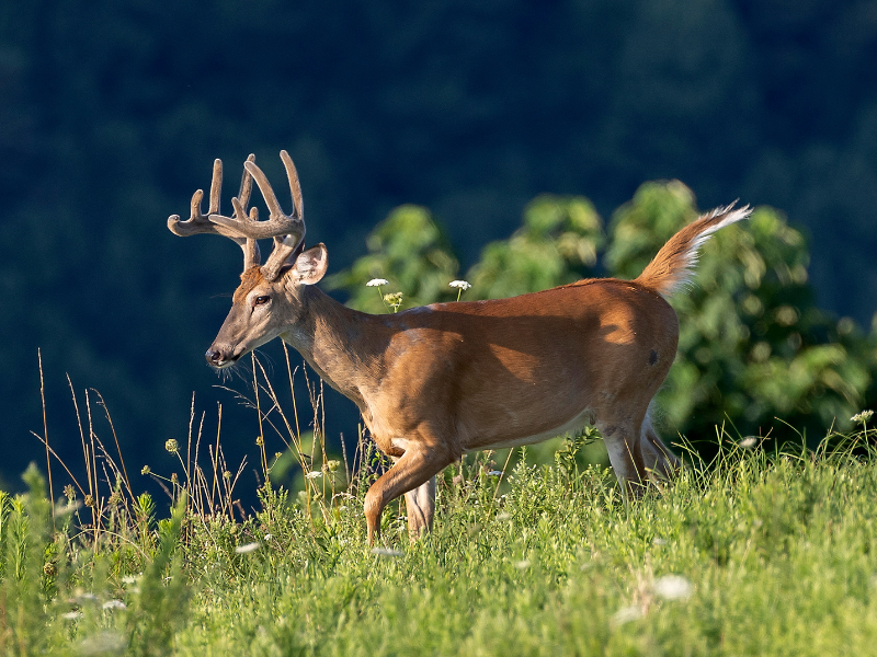 High Fence Hunting at The 180 Ranch