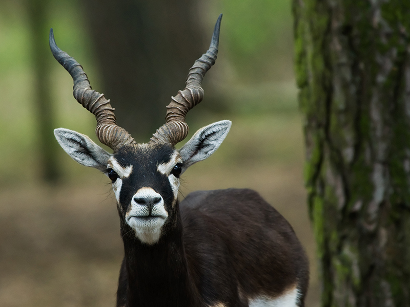 Blackbuck Hunting