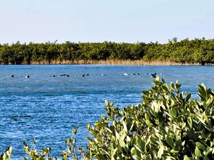 Waterfowl Hunting at The 180 Ranch