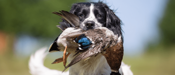 Fully Guided Hunts Including Retrievers