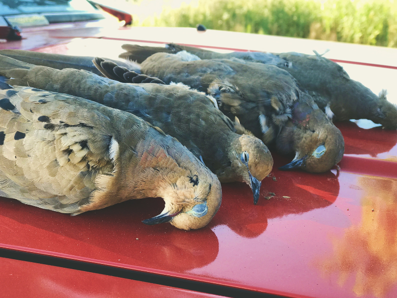 Dove Hunting at The 180 Ranch