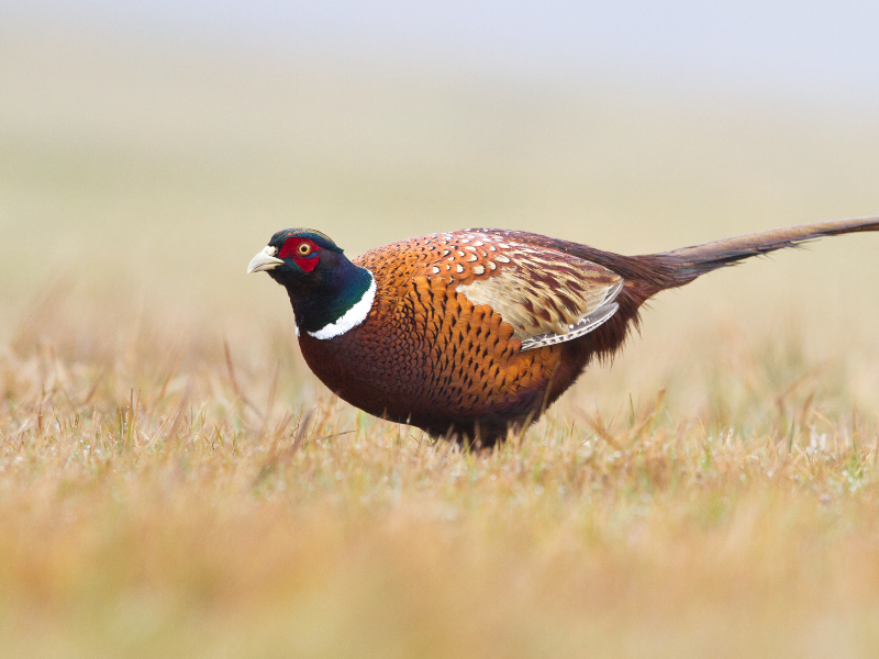 Pheasant Hunting at The 180 Ranch