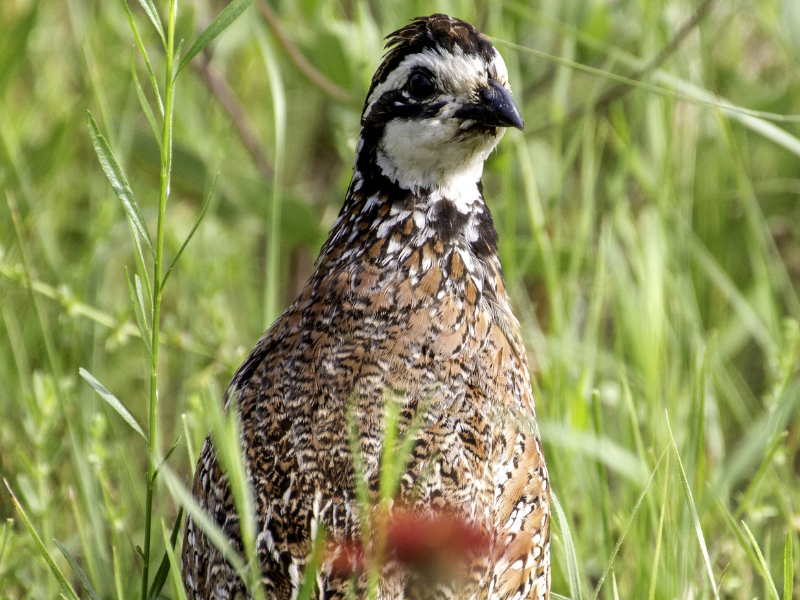 Quail Hunting at The 180 Ranch