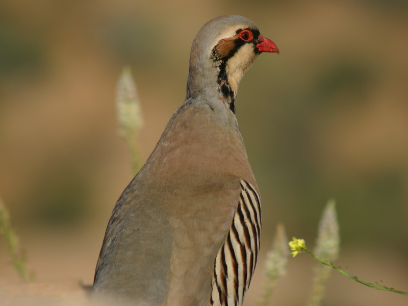 Chukar Hunting at The 180 Ranch