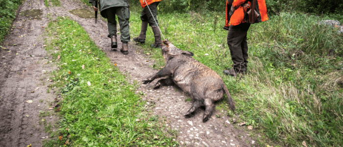 Hog Hunting at The 180 Ranch