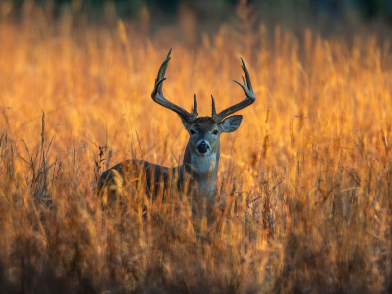 Whitetail Deer Hunting