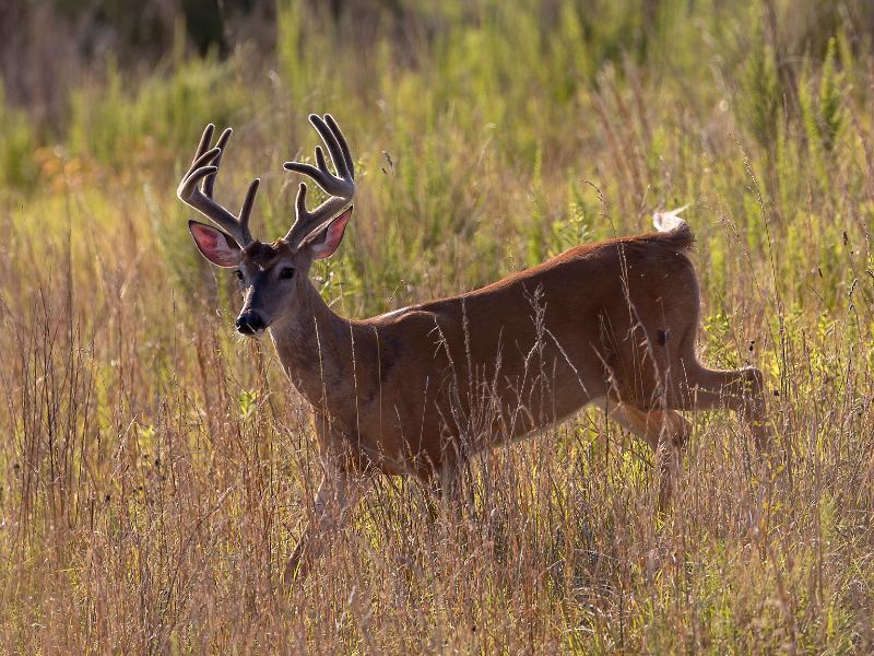 Whitetail Deer Hunting