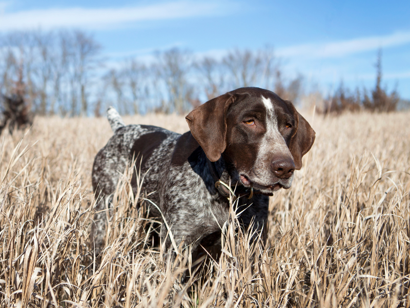 Quail Hunting at The 180 Ranch