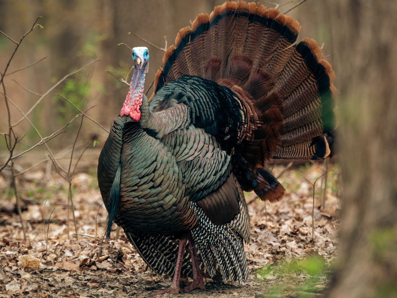 Turkey Hunting at The 180 Ranch