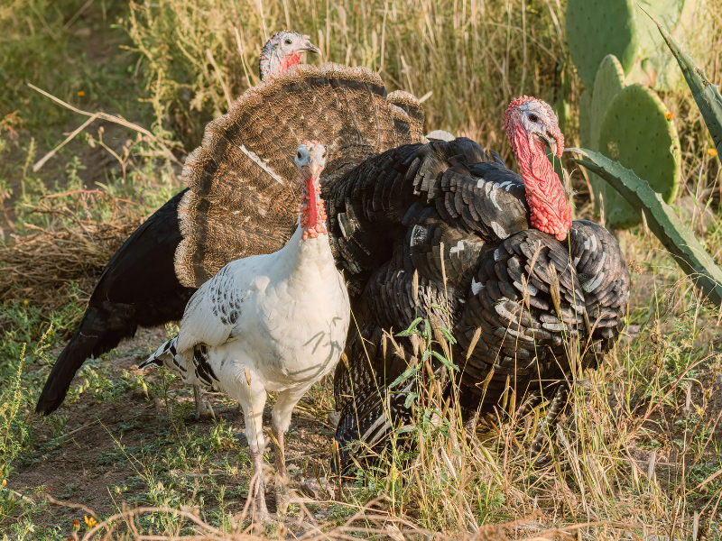 Turkey Hunting at The 180 Ranch