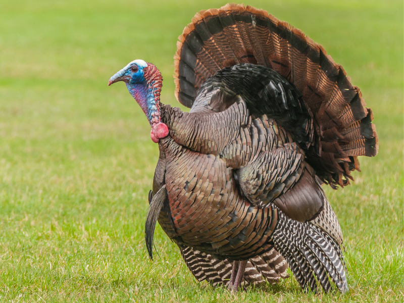 Turkey Hunting at The 180 Ranch