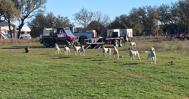 Quail Hunting at The 180 Ranch