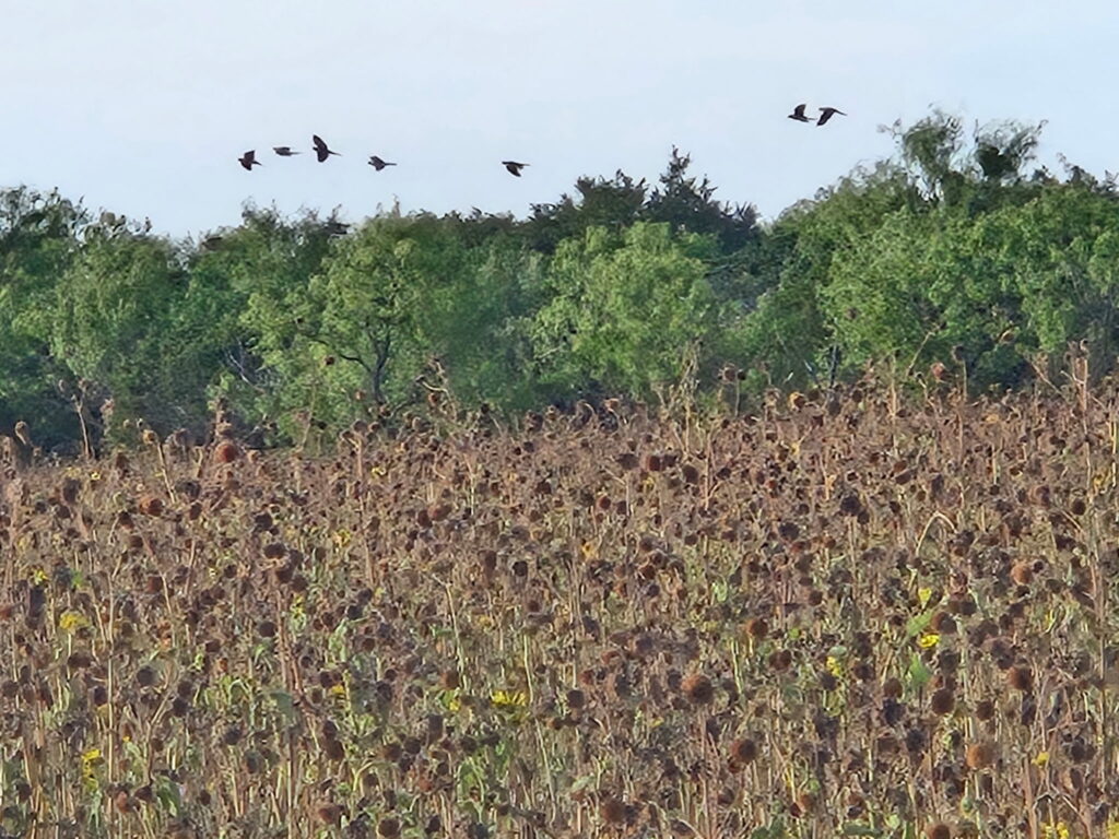 Dove Hunting in Texas