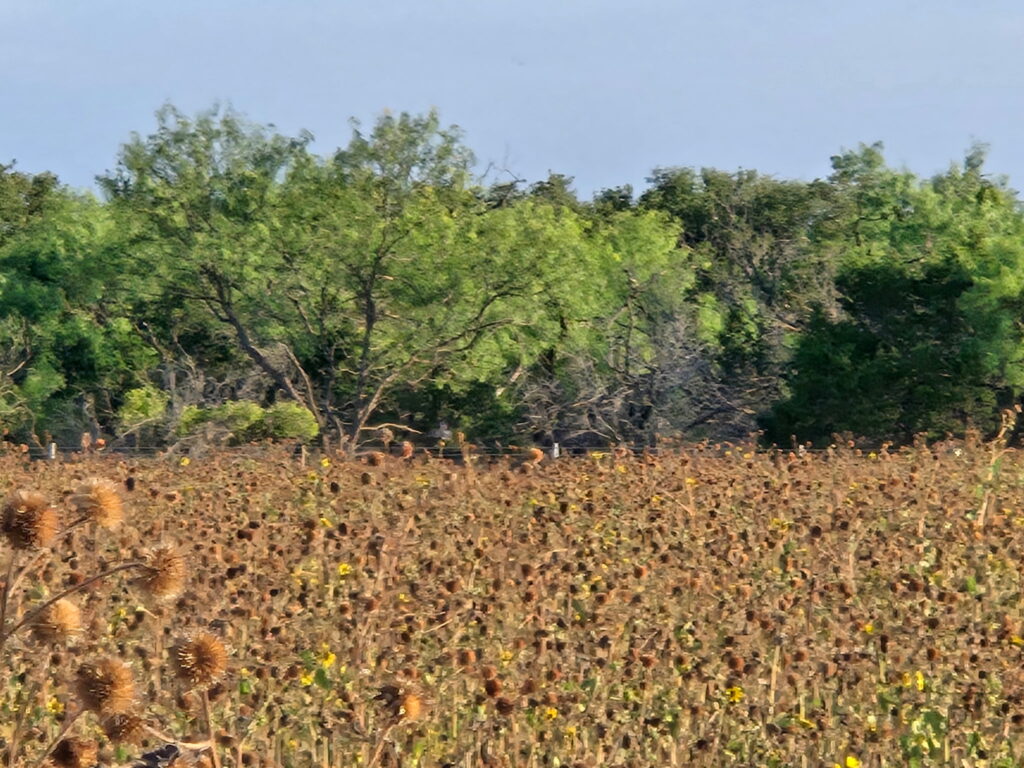 Dove Hunting in Texas