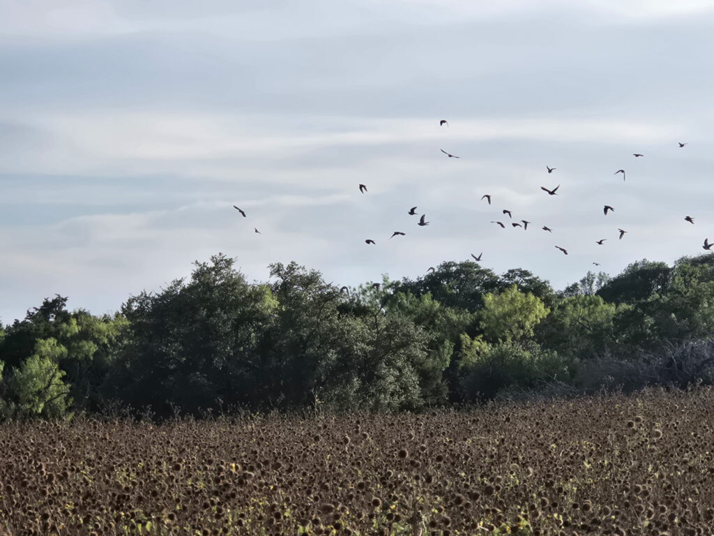 Dove Hunting in Texas